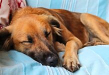 “Gewrichtsproblemen bij honden is een veelvoorkomend probleem, voorkomen is altijd beter dan genezen”